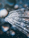 Shower head with flow of water spilling out closeup. Royalty Free Stock Photo