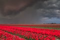 Shower over tulip field Royalty Free Stock Photo