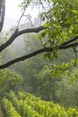 Shower rain in the forest