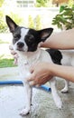 Shower time, chihuahua dog with his owner showering with shampoo on holiday. He looks happy and healthy.