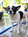 Shower time, chihuahua dog with his owner showering with shampoo on holiday. He looks happy and healthy.