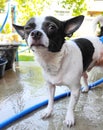 Shower time, chihuahua dog with his owner showering with shampoo on holiday. He looks happy and healthy.