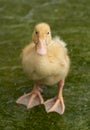 A showering duckling