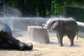 Cute elephant baby enjoying water shower. Baby elephant enjoys hosing down with water hose. Zoo Wuppertal, Germany