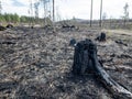 Forest fire aftermath with burned stumps Royalty Free Stock Photo