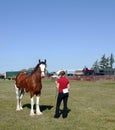 Showing a Clydesdale
