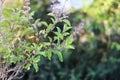 Orimum tenuiflorum & Basil flower or Tulsi