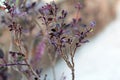 Orimum tenuiflorum & Basil flower or Tulsi