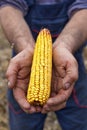 Showing corn maize ear Royalty Free Stock Photo