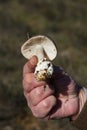 Showing in the hand the volva and gills of an mushroom Amanitopsis