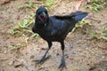 Showing its big red mouth, this perky, open-beaked black crow, searches for food, on a wet gravely ground.