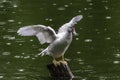 Showing its wingspan white duck on wooden pole, green waters Royalty Free Stock Photo