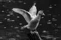 Showing its wingspan white duck on wooden pole, green waters, Black and white photo Royalty Free Stock Photo