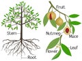 Showing parts of nutmeg plant on a white background.