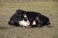 Showing a row of little teeth, a black and white, blister head, calf cow is curled sleeping in a grassland