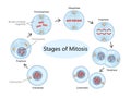 Showing Stages of Mitosis diagram medical science