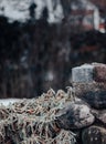 Stone wall with a green plant