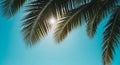 Sunlight Shining Through Palm Tree Fronds Against a Bright Teal Sky (355) stock natural Royalty Free Stock Photo