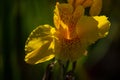 Selective Focus on Yellow Canna or canna lily.