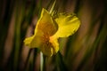 Yellow detail in the landscape. Selective Focus on Canna or canna lily.