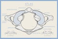 Shown Here is the First Cervical Vertebra. Atlas C1. Anterior, Posterior and Top View. Illustration for Education. Anatomy on