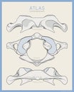 Shown Here is the First Cervical Vertebra. Atlas C1. Anterior, Posterior and Top View. Illustration for Education. Anatomy on