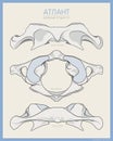 Shown Here is the First Cervical Vertebra. Atlas C1. Anterior, Posterior and Top View. Illustration for Education. Anatomy on