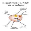 It shows the development of ovarian follicle and