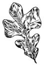 Post-Oak Leaf vintage illustration