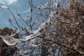 These to be silken tents or webs likely created by caterpillars, such as tent caterpillars or webworms Royalty Free Stock Photo