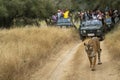 Showstopper famous female royal bengal tiger head on roadblock with defocus tourist in background inside jungle at Ranthambore