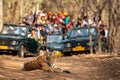 Showstopper wild indian male tiger o road with roadblock head on and front view and gypsy or safari vehicles in background at
