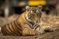 Showstopper a wild male bengal tiger roadblock inside a jungle resting on forest track at Ranthambore National Park or Tiger Royalty Free Stock Photo