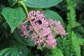 Showy Asian Grapes (Medinilla speciosa)