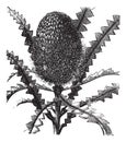 Showy Banksia vintage engraving