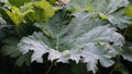 Showy and bright Brazilian giant-rhubarb leaves closeup. Known as Gunnera manicata, Giant rhubarb,  or dinosaur food. Royalty Free Stock Photo