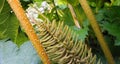 Showy and bright Brazilian giant-rhubarb leaves and inflorescence forms a spike flowers close up. Known as Gunnera manicata, Giant Royalty Free Stock Photo