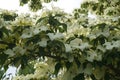 Showy and bright flowering dogwood tree with biscuit-shaped flowers . Royalty Free Stock Photo