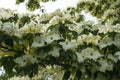 Showy and bright flowering dogwood tree with biscuit-shaped flowers . Royalty Free Stock Photo