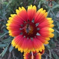 Showy and bright Gaillardia pulchella flower with bee