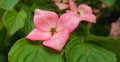 Showy and bright pink dogwood tree biscuit-shaped flowers. Royalty Free Stock Photo