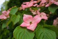 Showy and bright pink dogwood tree biscuit-shaped flowers. Royalty Free Stock Photo