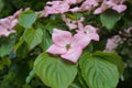 Showy and bright pink dogwood tree biscuit-shaped flowers. Royalty Free Stock Photo