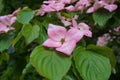 Showy and bright pink dogwood tree biscuit-shaped flowers. Royalty Free Stock Photo