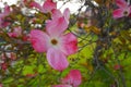 Showy and bright pink dogwood tree biscuit-shaped flowers. Royalty Free Stock Photo