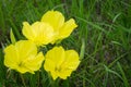 Showy Missouri Evening Primrose wildflowers Royalty Free Stock Photo