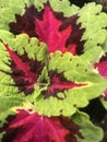 showy colorful leaves of a plant called coleus