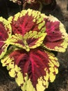 showy colorful leaves of a plant called coleus