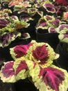 showy colorful leaves of a plant called coleus