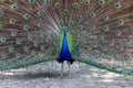 Showy Colorful Peacock